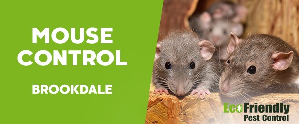 Mouse Control  Brookdale 