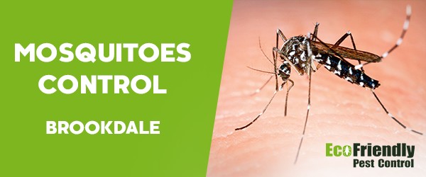 Mosquitoes Control  Brookdale 