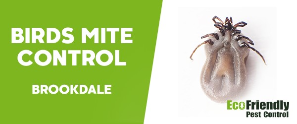 Bird Mite Control  Brookdale 