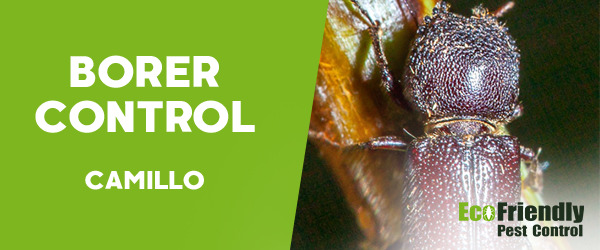 Borer Control  Camillo 