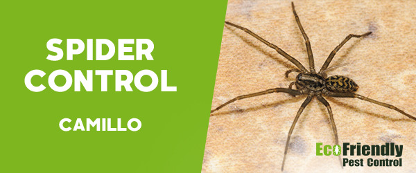 Spider Control  Camillo 