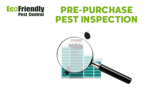 Pre-purchase Termite Inspection  Camillo 