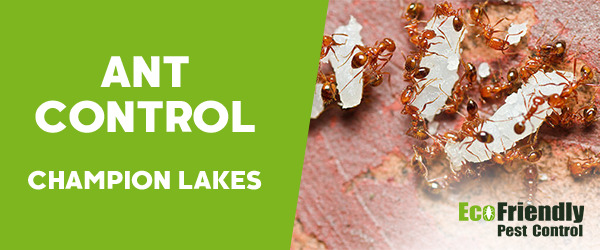 Ant Control Champion Lakes