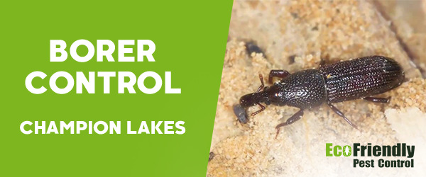 Borer Control Champion Lakes