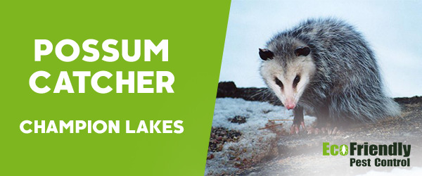 Possum Catcher Champion Lakes