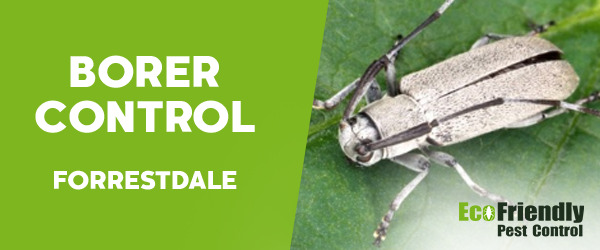 Borer Control  Forrestdale 