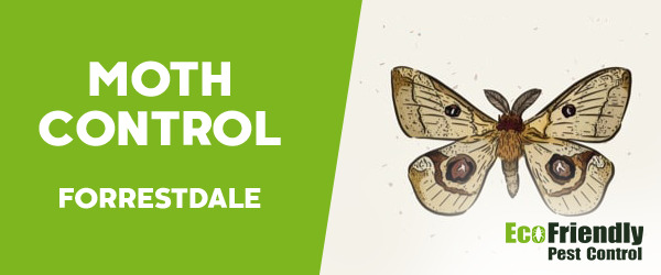 Moth Control  Forrestdale 