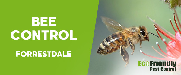 Bee Control  Forrestdale 