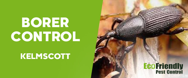 Borer Control  Kelmscott 