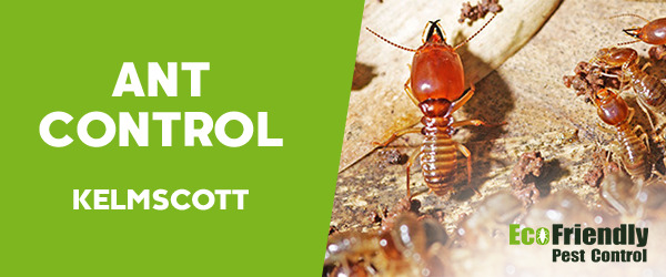 Ant Control  Kelmscott 