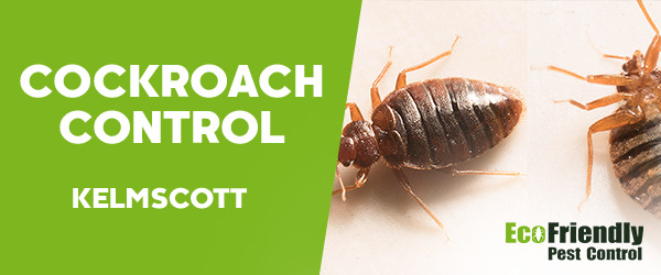 Cockroach Control  Kelmscott  