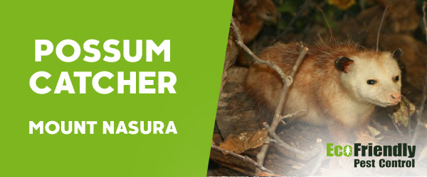 Possum Catcher Mount Nasura