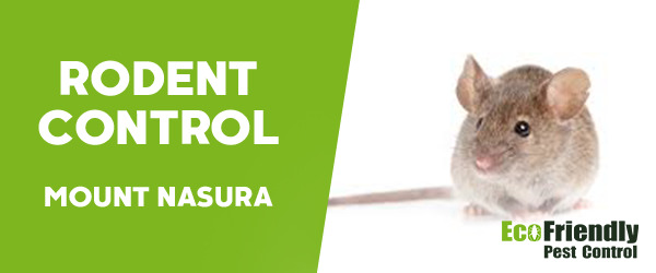 Rodent Treatment Mount Nasura