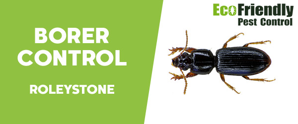 Borer Control  Roleystone 