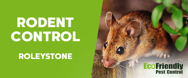 Rodent Treatment  Roleystone 