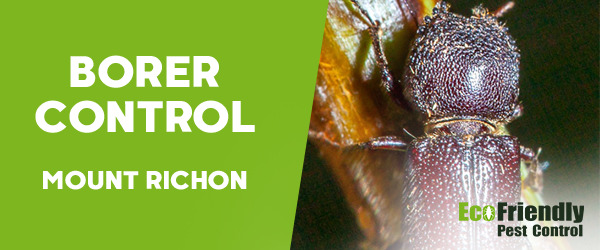 Borer Control Mount Richon