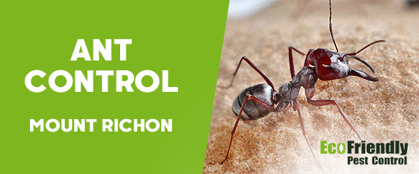 Ant Control Mount Richon