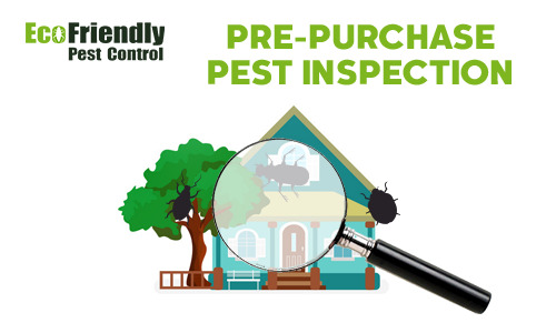 Pre-purchase Termite Inspection  Seville Grove 