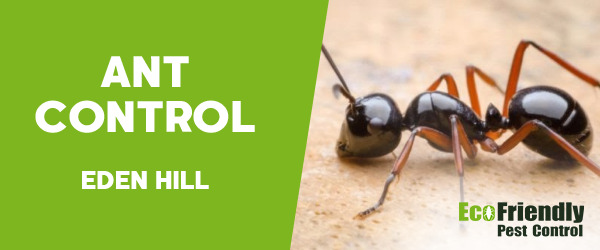 Ant Control  Eden Hill 