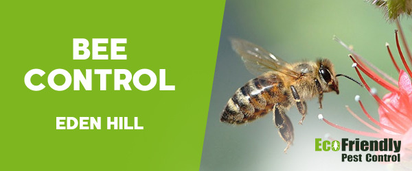 Bee Control  Eden Hill 