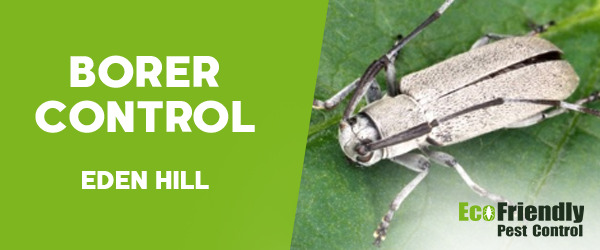 Borer Control  Eden Hill 