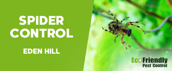 Spider Control  Eden Hill 