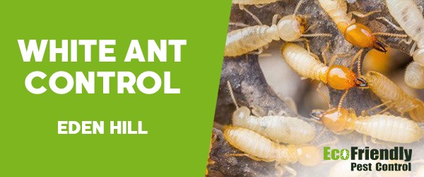 White Ant Control  Eden Hill 