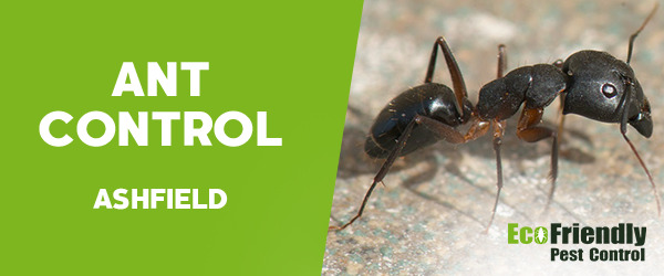 Ant Control Ashfield