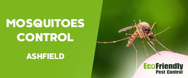 Mosquitoes Control Ashfield