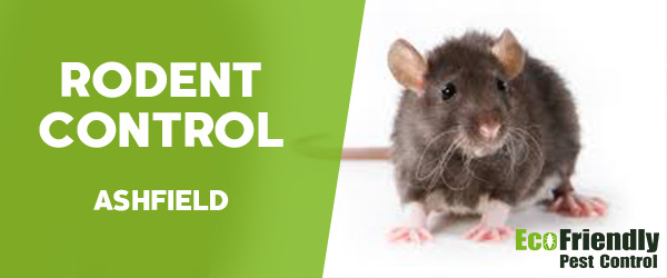 Rodent Treatment Ashfield