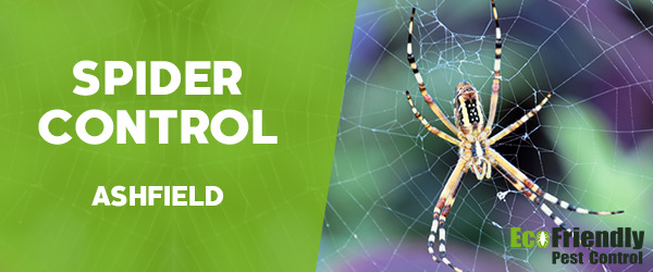 Spider Control Ashfield