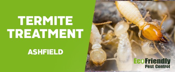 Termite Control Ashfield