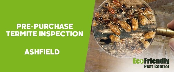 Pre-purchase Termite Inspection Ashfield