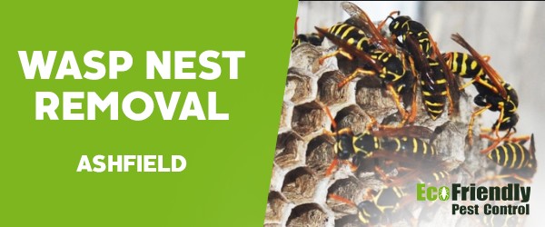 Wasp Nest Remvoal Ashfield