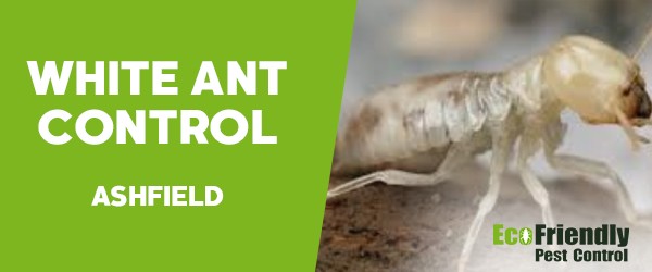 White Ant Control Ashfield