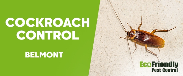 Cockroach Control  Belmont  