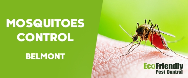 Mosquitoes Control  Belmont 