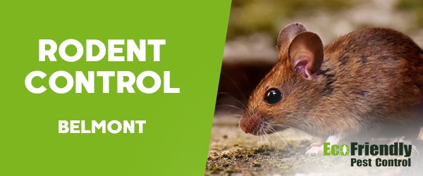 Rodent Treatment  Belmont 