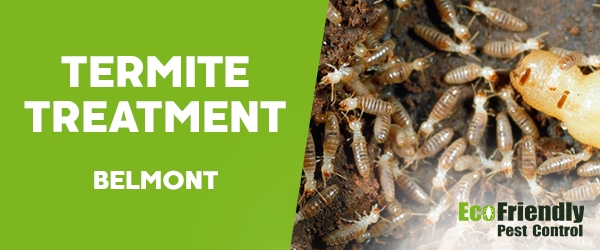 Termite Control  Belmont 
