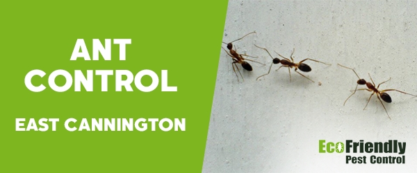 Ant Control  East Cannington 