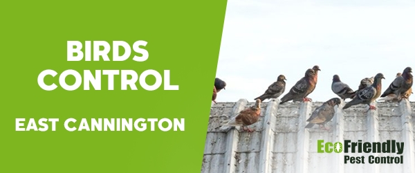 Birds Control  East Cannington 