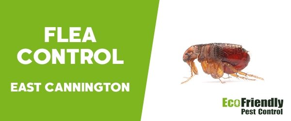 Fleas Control  East Cannington 