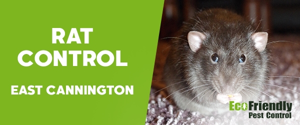 Rat Pest Control  East Cannington 