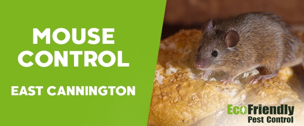 Mouse Control  East Cannington 