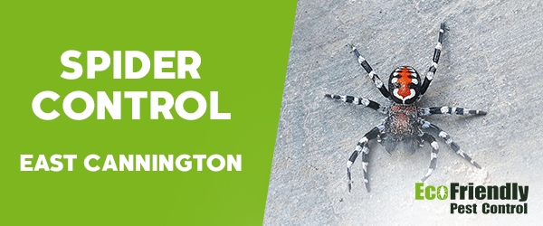 Spider Control  East Cannington 