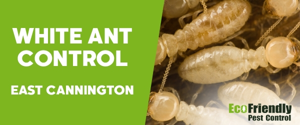 White Ant Control  East Cannington 
