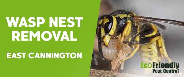 Wasp Nest Remvoal  East Cannington 