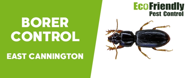 Borer Control  East Cannington 