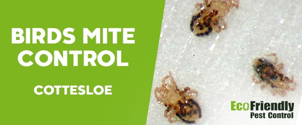 Pest Control Cottesloe