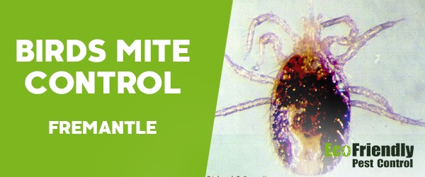 Bird Mite Control  Fremantle 